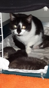 20150414_162247kitty mit Babies-klein