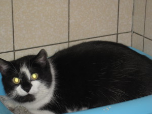 IMG_4966kitty-klein