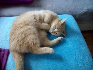 IMG_0010