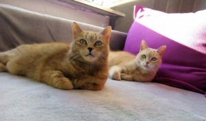 IMG_0011luna und pepper