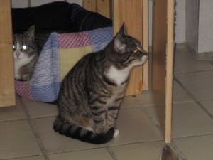 IMG_6292cora