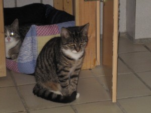 IMG_6293cora