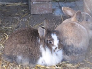 IMG_6471 Nina und Poldi