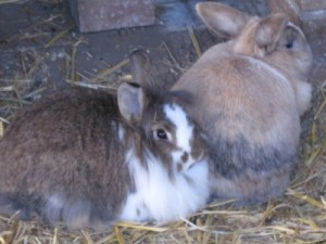 IMG_6472 Nina und Poldi (Andere)