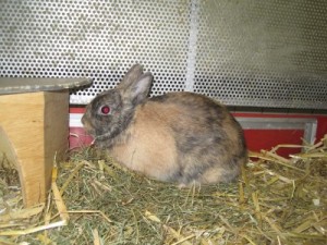 IMG_6483Sita (Andere)