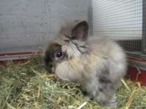 IMG_6491 Marley (Andere)