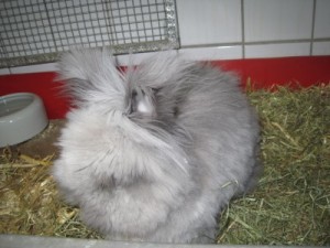 IMG_6500 (Andere)Oskar