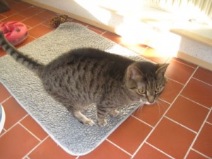 IMG_6504 (Andere)Tigga
