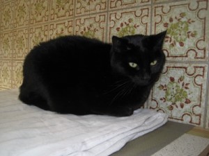 IMG_6509 (Andere)Blacky