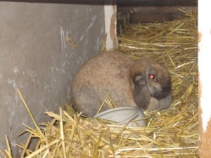 IMG_6593 (Andere)Flocke