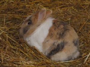 IMG_6598 (Andere)