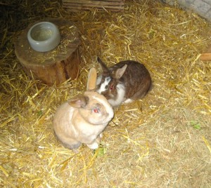 IMG_7291nina und poldi (Andere)