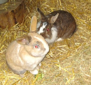 IMG_7291nina und poldi kopf (Andere)