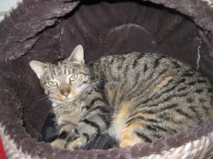 IMG_6650 Mausi (Andere)