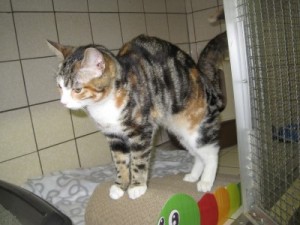 IMG_6654 (Andere)Loki