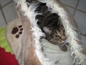 IMG_6671 (Andere)Sunny