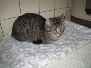 IMG_6681 (Andere)Neele