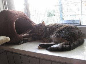 IMG_6742 Mausi (Andere)
