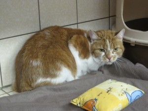 IMG_6840 (Andere)stripe