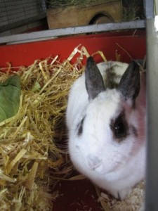 IMG_6772 Daisy (Andere)