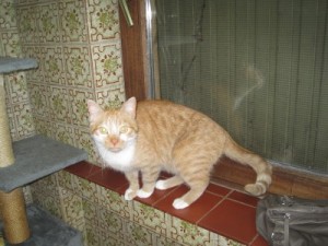 IMG_6781 (Andere) Tigger