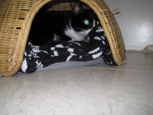 IMG_6813 (Andere) Kitty
