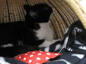 IMG_6815 (Andere) Kitty