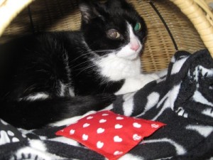IMG_6816 (Andere) Kitty