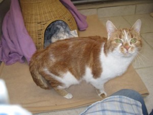 IMG_6871 (Andere)Stripe