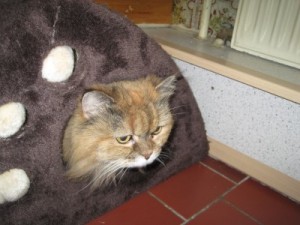 IMG_6897 (Andere)Lotte
