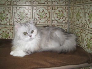 IMG_6916 (Andere)liese