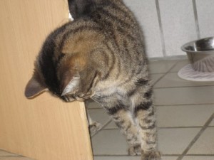 IMG_6966 (Andere)