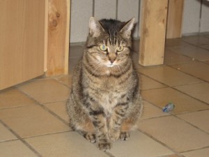 IMG_6970Sunny (Andere)