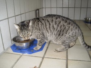 IMG_6971Casanova (Andere)