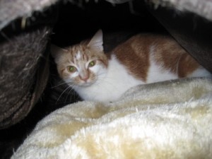 IMG_6993Boni (Andere)