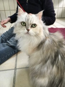 image1-liese (Andere)