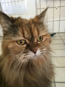 image1-lotte (Andere)