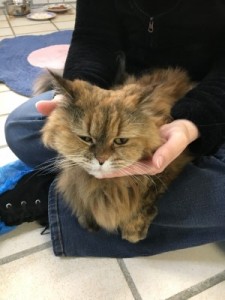 image2-2-lotte (Andere)