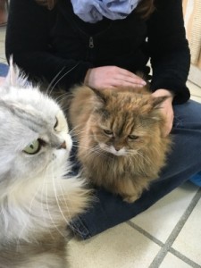 image3-liese und lotte (Andere)