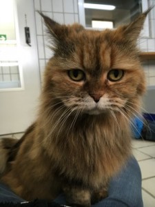 image3-lotte (Andere)