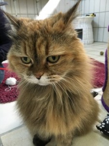 image4-lotte (Andere)