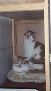 20160422_163132 (Andere)Mina und Boni