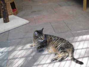 IMG_7050 (Andere)Sunny