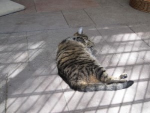 IMG_7057 (Andere)Sunny