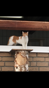 boni2 (Andere)