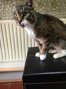 bruno2 (Andere)