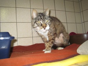 IMG_7071 (Andere)