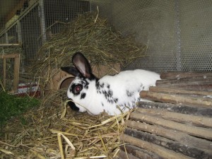 IMG_7087 (Andere) Snoopy