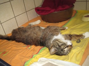 IMG_7100 (Andere)Bruno