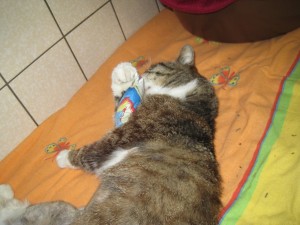 IMG_7106 (Andere)Bruno